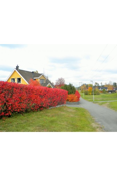 Червоний живопліт - Горобина чорноплідна Хугін